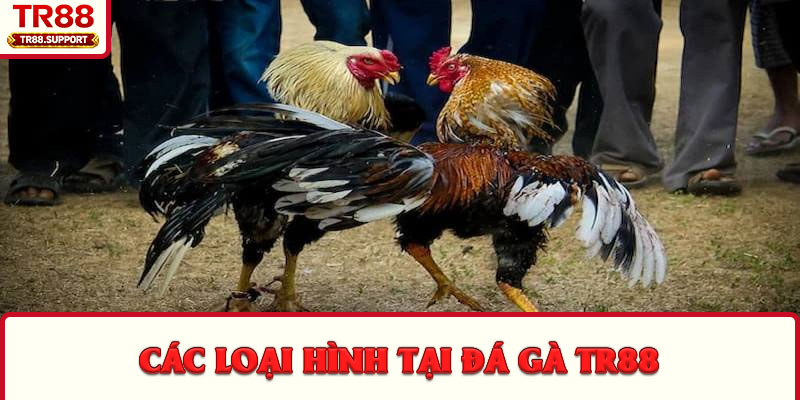 Các loại hình tại đá gà TR88