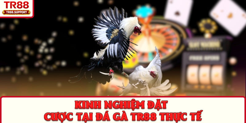 Kinh nghiệm đặt cược tại đá gà TR88 thực tế