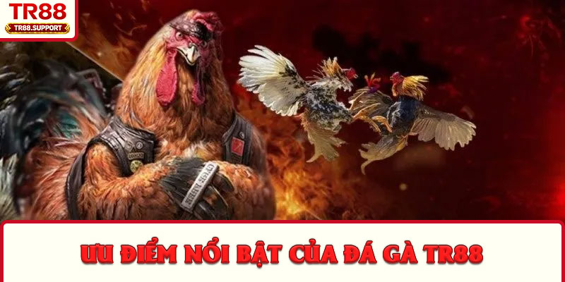 Ưu điểm nổi bật của đá gà TR88